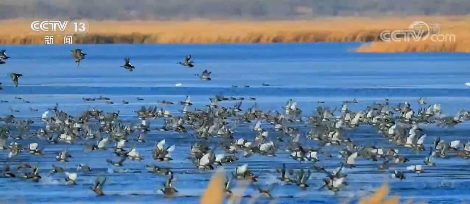 高质量推进“世界鹤乡”松嫩鹤乡国家公园创建