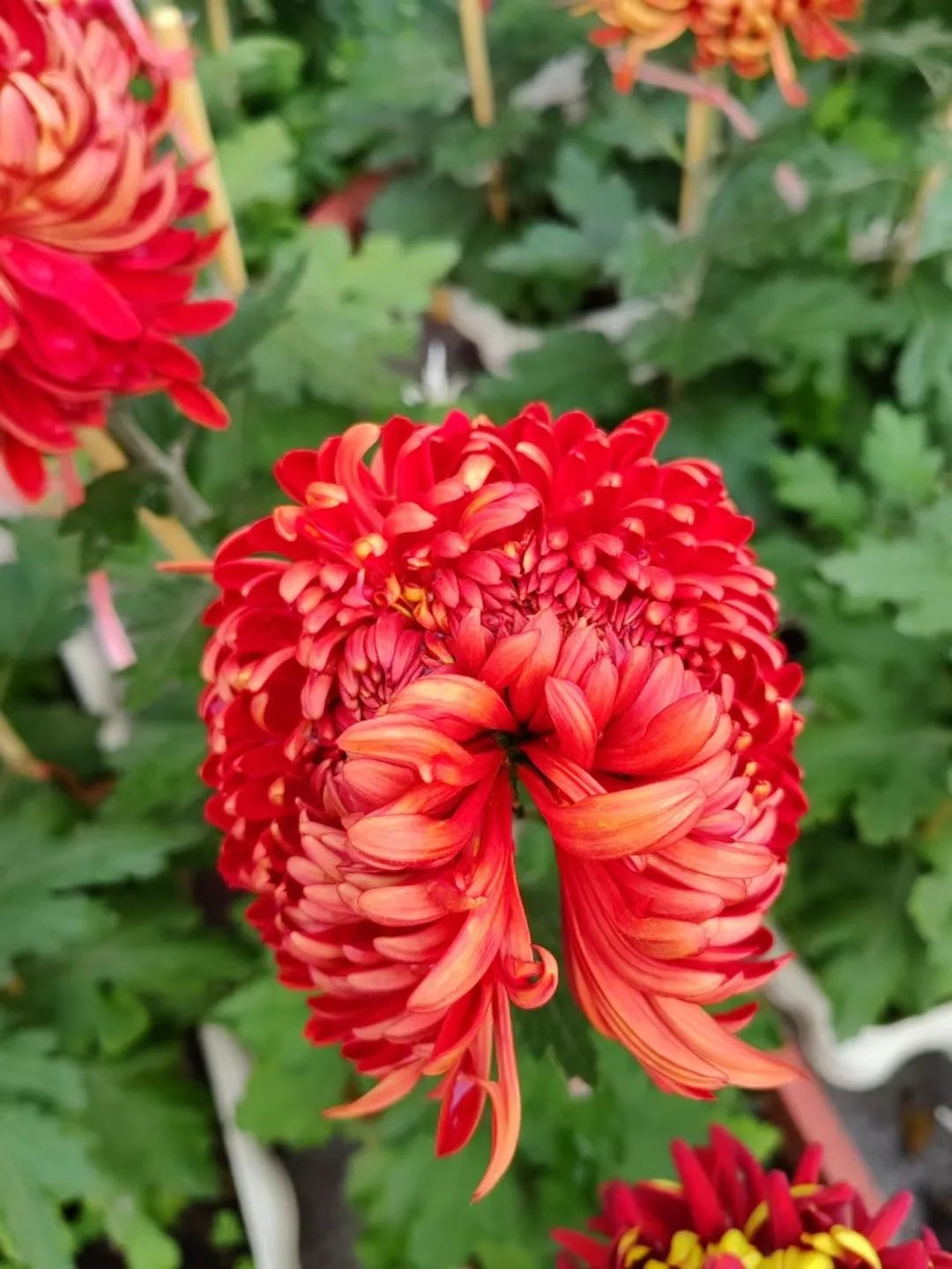 点击查看高清原图