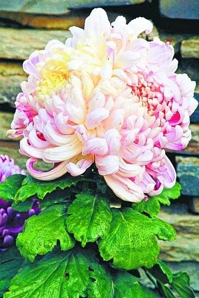 点击查看高清原图