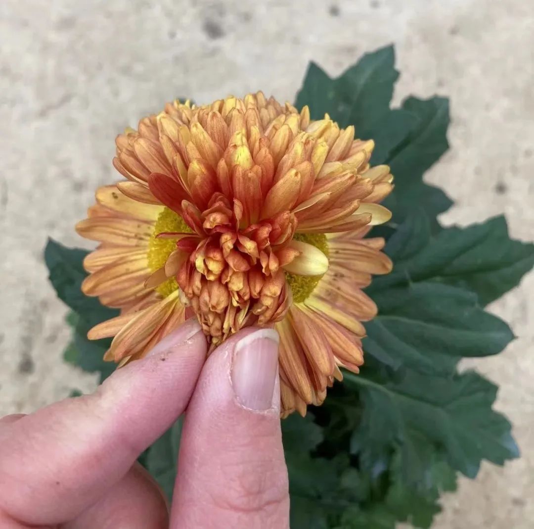 点击查看高清原图