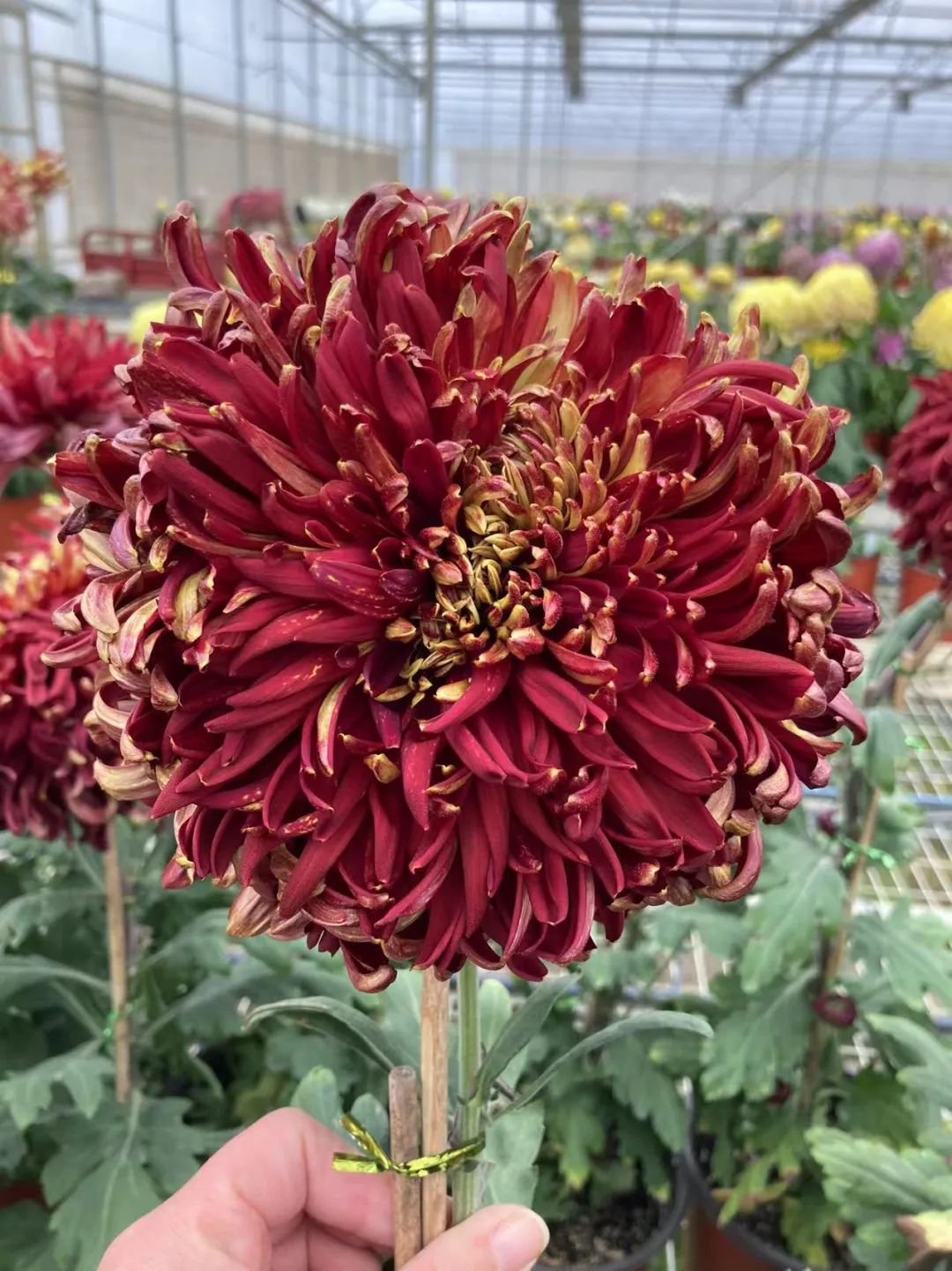 点击查看高清原图