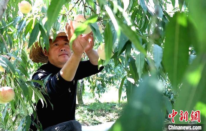 图为采摘冬桃现场。 临沭融媒 供图 图为采摘冬桃现场。 临沭融媒 供图