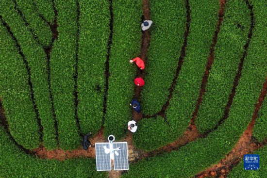 走进武夷山,来看武夷岩茶“岩骨花香”的奥秘