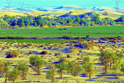 扎根大漠 逐梦棉田 扎根大漠 逐梦棉田