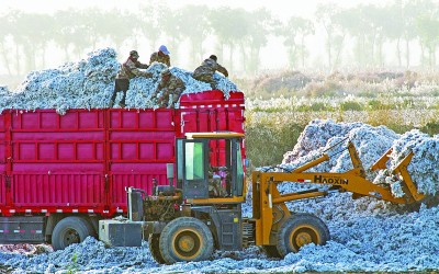 扎根大漠 逐梦棉田 扎根大漠 逐梦棉田