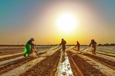 扎根大漠 逐梦棉田 扎根大漠 逐梦棉田
