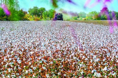 扎根大漠 逐梦棉田 扎根大漠 逐梦棉田