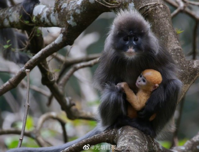 云南龙陵小黑山新添6只金色小猴
