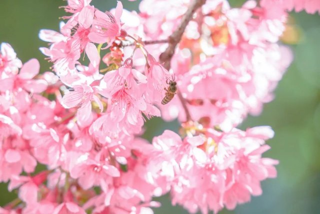 德宏陇川：冬日暖阳，樱花正开-陇川融媒 桂金再 段宗智 (14).jpg