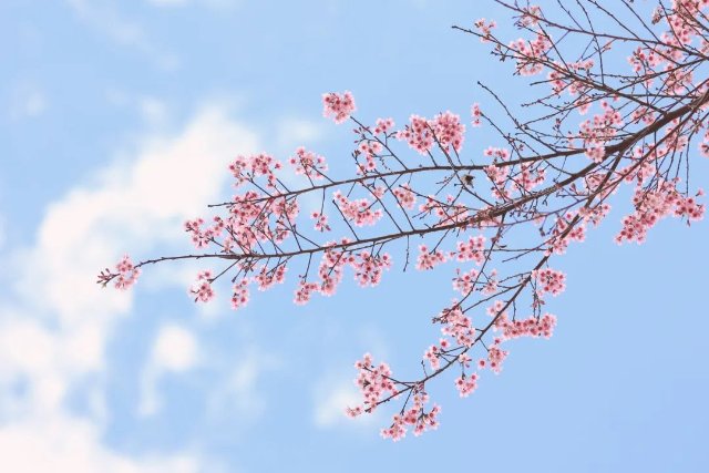 德宏陇川：冬日暖阳，樱花正开-陇川融媒 桂金再 段宗智 (16).jpg