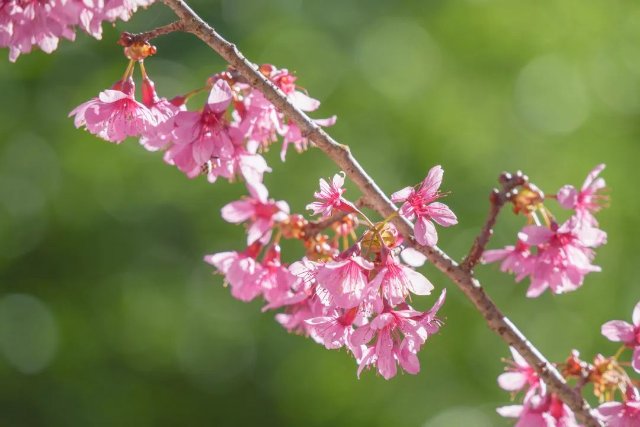 德宏陇川：冬日暖阳，樱花正开-陇川融媒 桂金再 段宗智 (15).jpg