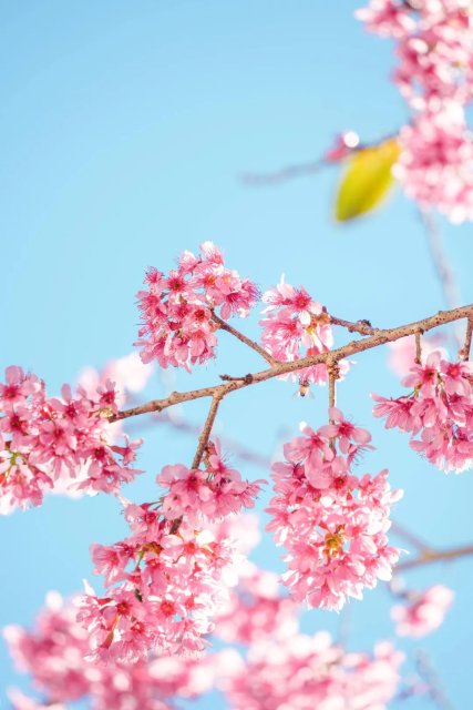 德宏陇川：冬日暖阳，樱花正开-陇川融媒 桂金再 段宗智 (18).jpg