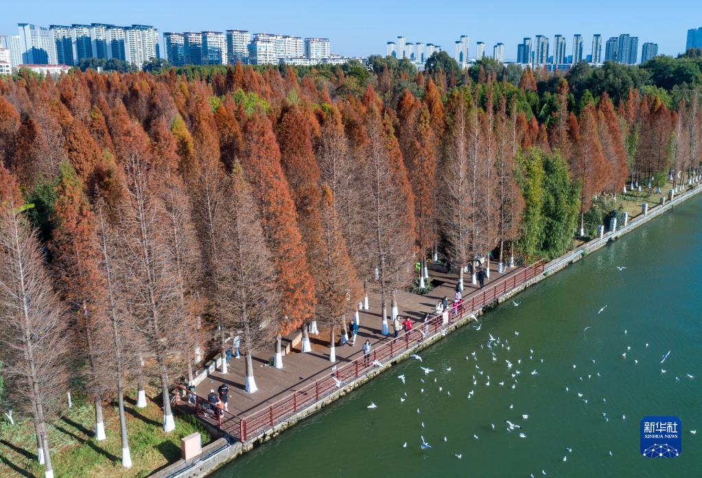 云南昆明:湿地水杉别样红_昆明信息港