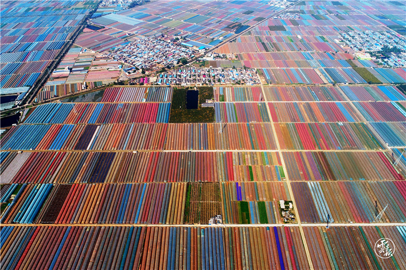 蒙自草坝现代农业基地。(胡艳辉 摄)DJI_0370.JPG