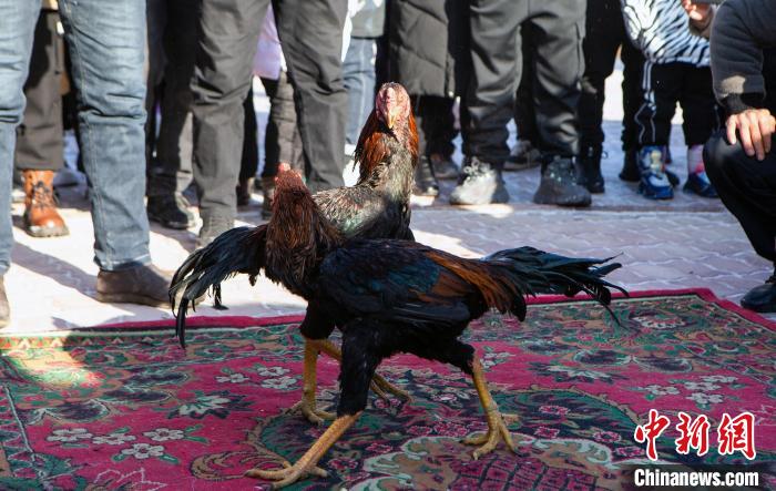 在斗鸡比赛的现场,两只雄赳赳的斗鸡伸长脖子相互试探。 马东强 摄 在斗鸡比赛的现场,两只雄赳赳的斗鸡伸长脖子相互试探。 马东强 摄
