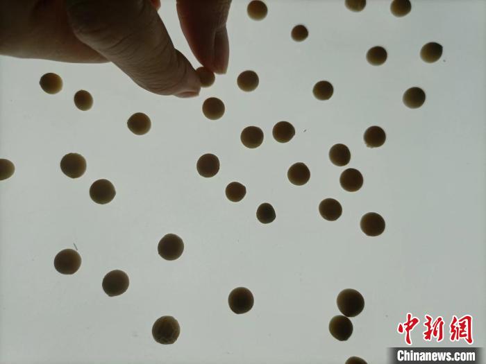 新疆农业科学院农作物品种资源研究所的工作人员在做大豆性状测量。 新疆农业科学院农作物品种资源所研究所提供 新疆农业科学院农作物品种资源研究所的工作人员在做大豆性状测量。 新疆农业科学院农作物品种资源所研究所提供