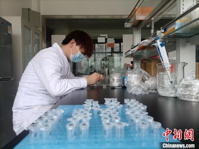 新疆农业科学院农作物品种资源研究所的工作人员在做大豆分子实验。 新疆农业科学院农作物品种资源研究所的工作人员在做大豆分子实验。