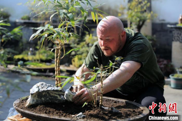查德正忙着照料亲手制作的竹类盆景。　王磊 摄