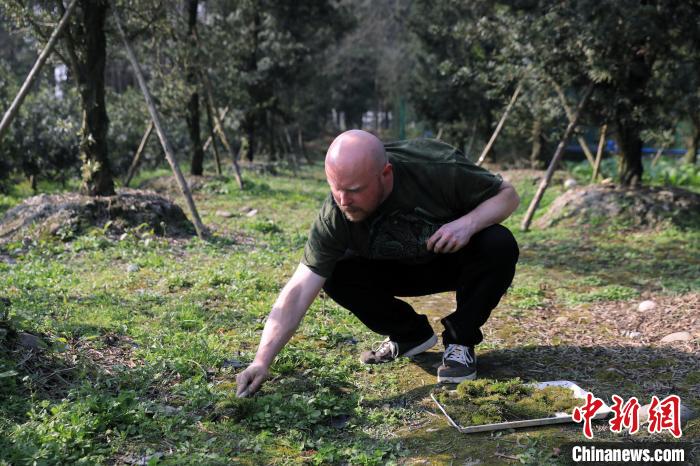 查德正在挖新鲜的苔藓。　王磊 摄