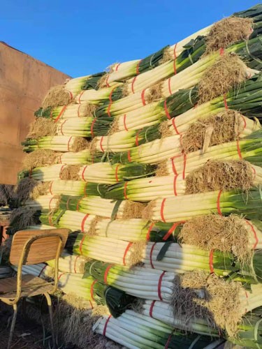 堆成小山状的大葱正等待发往各零售点。人民网记者李栋摄 堆成小山状的大葱正等待发往各零售点。人民网记者李栋摄