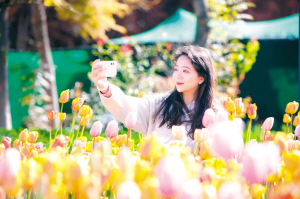 游人在昆明捞渔河湿地公园郁金香花展上自拍。 新华社