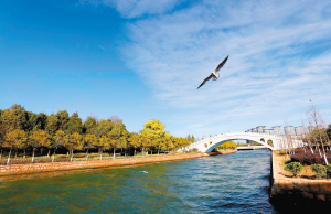 红嘴鸥翱翔星海湿地公园。 记者李海曦摄