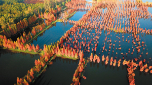 晋宁区南滇池国家湿地公园。 记者赵伟摄