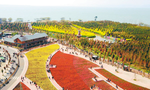 捞渔河湿地公园的郁金香吸引游客前来打卡。 记者赵伟摄