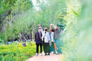 市民在西山区滇池湖滨生态湿地游览。 记者黄晓松摄