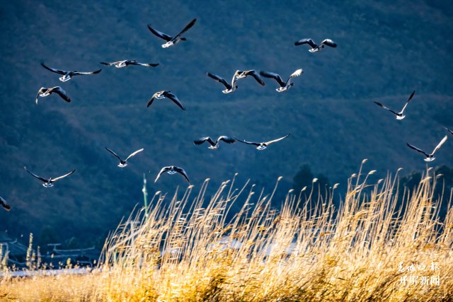 壮观!大理洱源西湖大雁翩跹_昆明信息港
