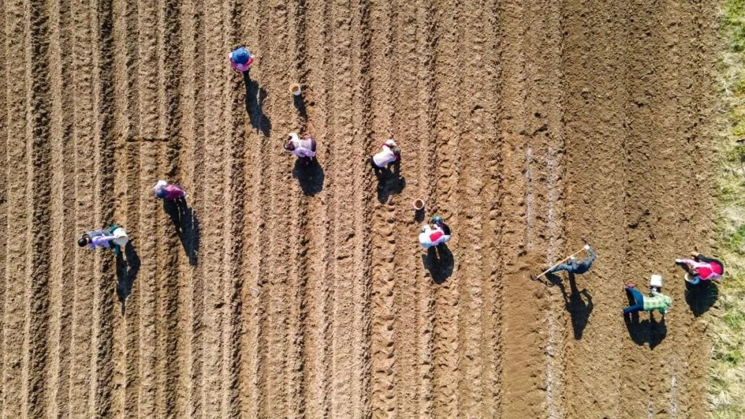 1月30日，在浙江省金华市金东区澧浦镇上宅村马铃薯种植基地，当地农民在进行新品种马铃薯播种 图源：新华社