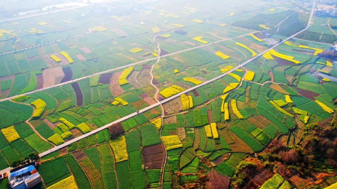 春色一绝 弥渡坝子油菜花开成海_昆明信息港