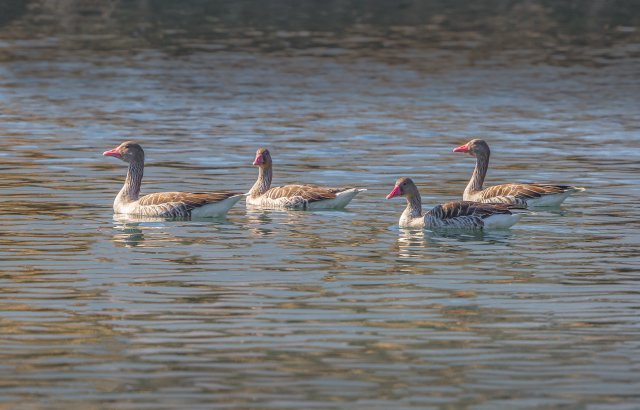 灰雁 国家三有保护鸟类 拍摄：王智斌.jpg