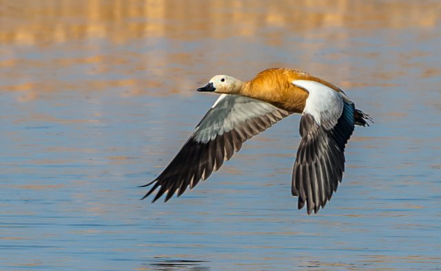 赤麻鸭 国家三有保护鸟类 拍摄：王智斌.jpg