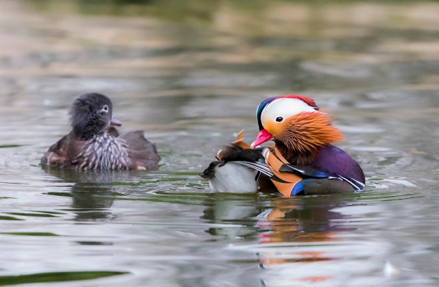 鸳鸯 国家二级保护鸟类 拍摄：王智斌.jpg
