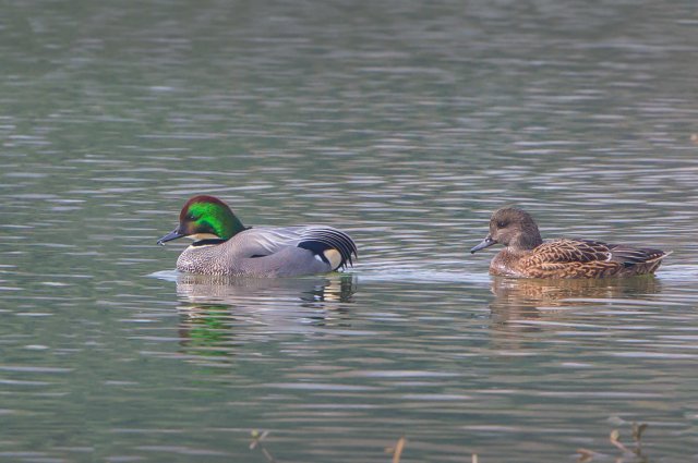 罗纹鸭 国家三有保护鸟类 拍摄：王智斌.jpg