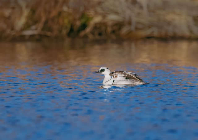 白秋沙鸭 国家二级保护鸟类 拍摄：刘强.jpg