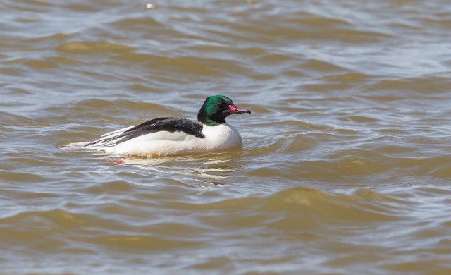 普通秋沙鸭 国家三有保护鸟类 拍摄：王智斌.jpg