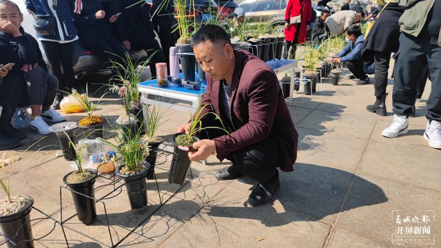 交易火爆!第十三届中国(大理)国际兰花茶花博览会开幕 春城晚报-开屏新闻记者 杨维琦 杨茜 摄影报道1.jpg