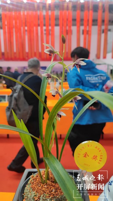 交易火爆!第十三届中国(大理)国际兰花茶花博览会开幕 春城晚报-开屏新闻记者 杨维琦 杨茜 摄影报道5.jpg