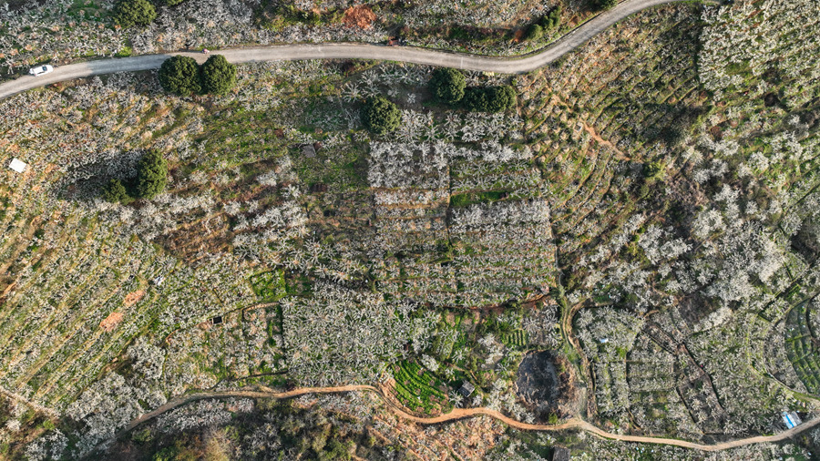 近日,在福建龙岩连城县四堡镇,2万余亩芙蓉李争相盛开,洁白花海绘成似雪美景。连城县融媒体中心供图