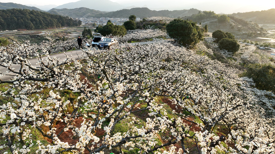 2万余亩芙蓉李盛开,花海美景吸引游客纷纷前来赏花观景。连城县融媒体中心供图