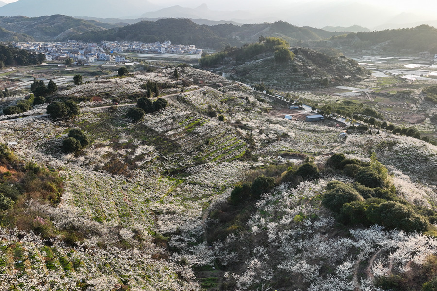 盛放如雪的李花像一片“致富花”,映照着丰年的前景。连城县融媒体中心供图