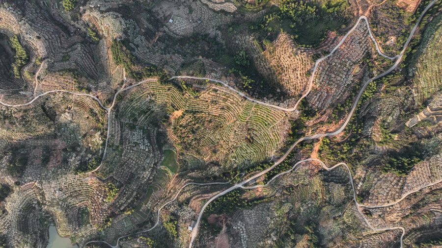 2万余亩芙蓉李争相盛开,洁白花海宛若雪景。连城县融媒体中心供图