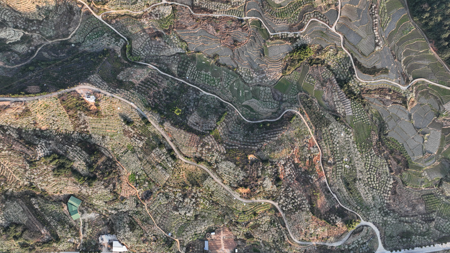 近年来,四堡镇大力发展水果产业,作为当地推进乡村振兴的支柱产业。连城县融媒体中心供图