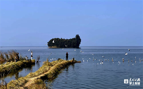 昆明有座鲸鱼岛你打卡了吗