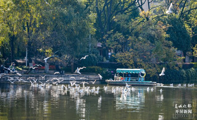 翠湖公园红嘴鸥(龙宇丹 摄)