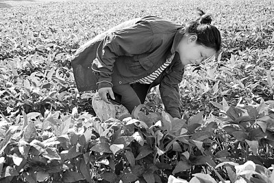 北大荒:打造“拴心留人”的农科人才高地 北大荒:打造“拴心留人”的农科人才高地