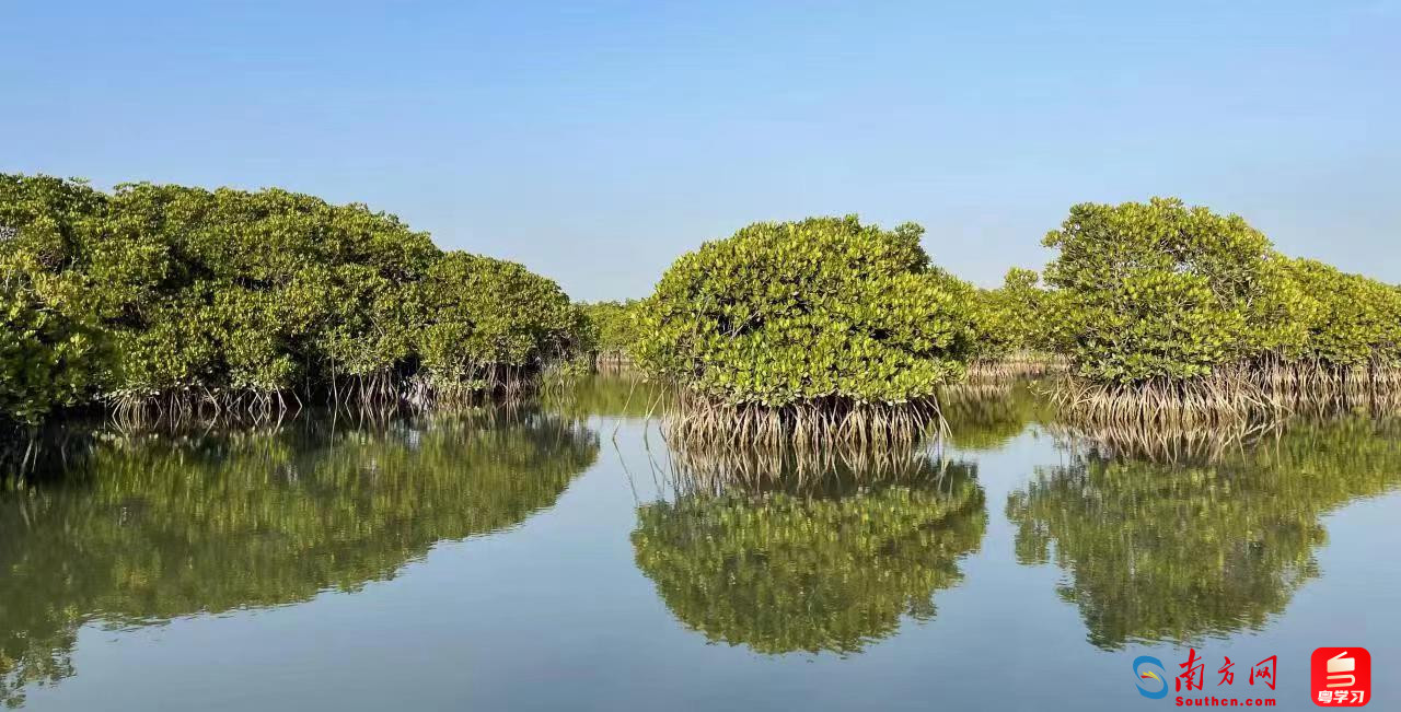 金牛岛红树林宛若“天空之镜”
