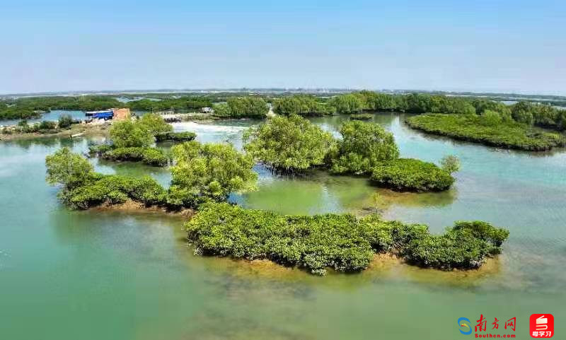 成片红树林郁郁葱葱